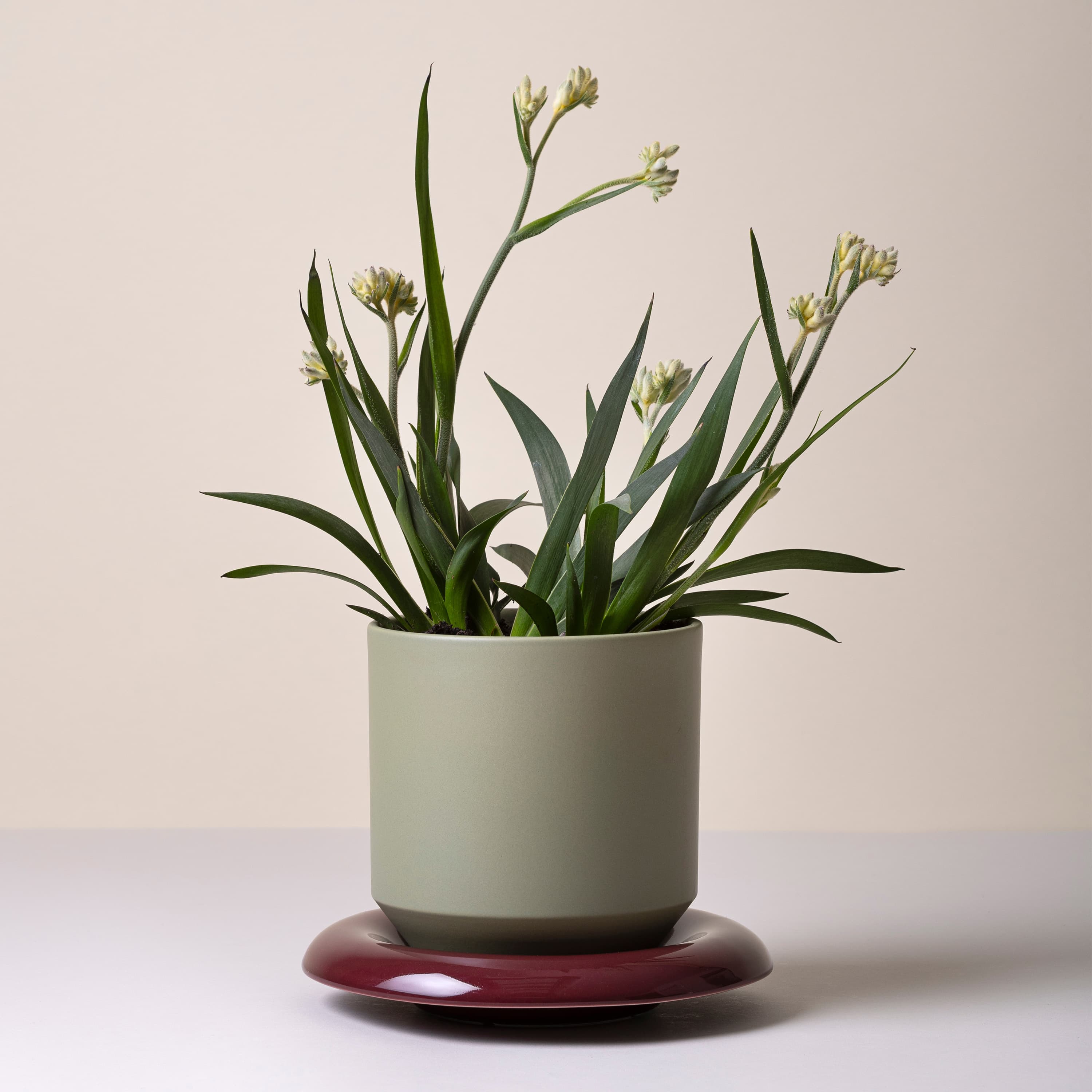 Lily Pot Glazed Sage Green Ø18