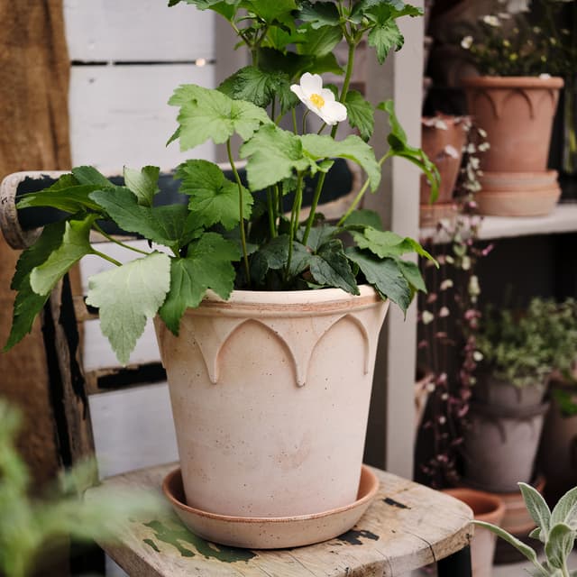 Elizabeth Pot with Saucer Raw Pink Terracotta Ø21