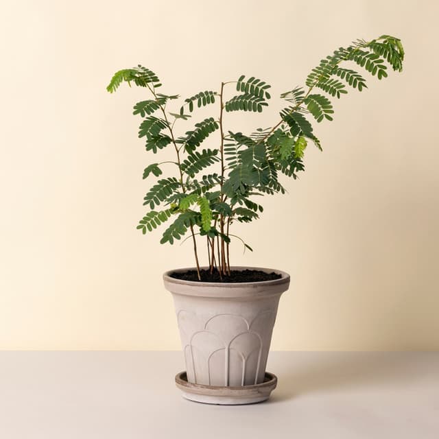 Fleur Plant Pot with Saucer Raw Grey Ø21