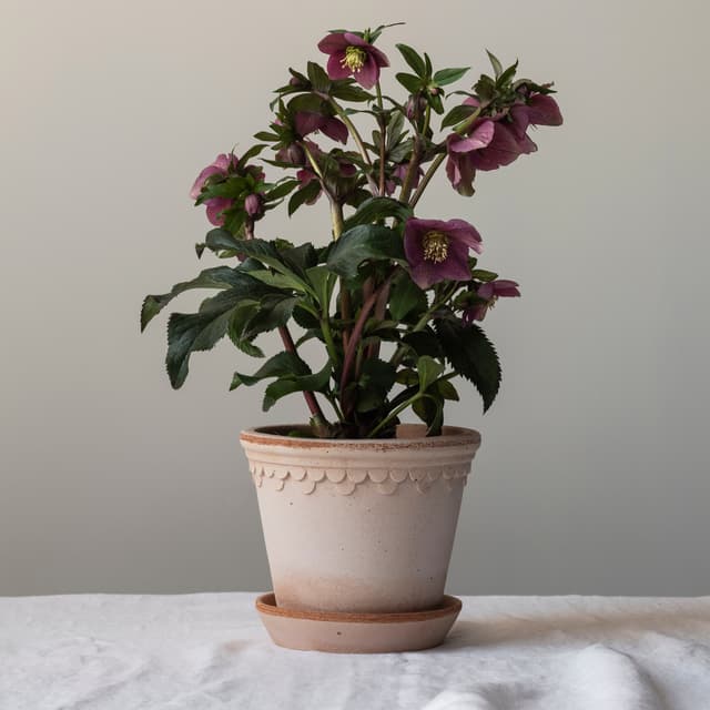 Københavner Pot with Saucer Raw Pink Terracotta Ø35