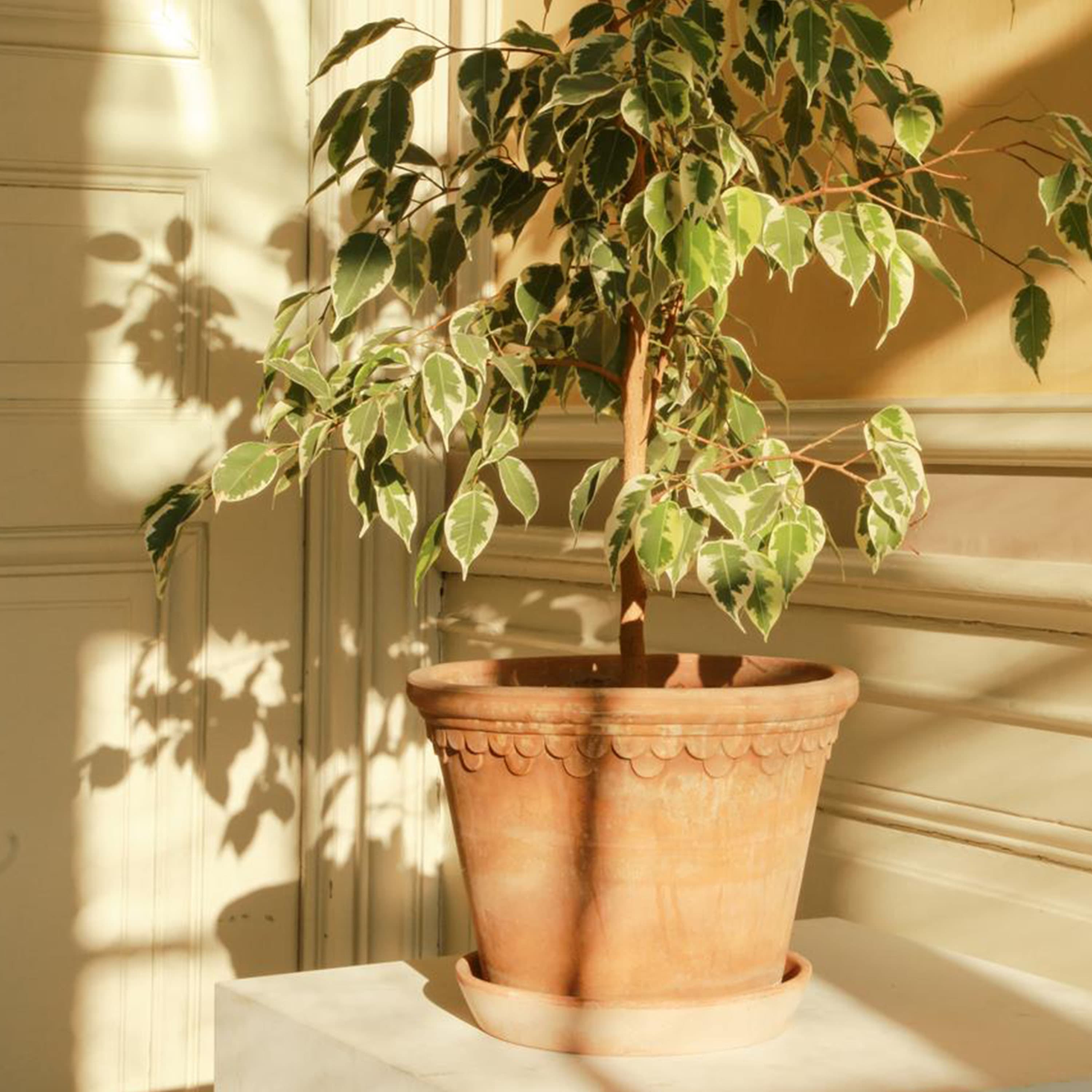 Københavner Raw Pot Raw Pink Terracotta Ø50