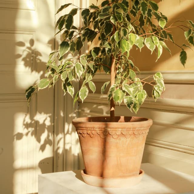 Københavner Raw Pot Raw Pink Terracotta Ø50