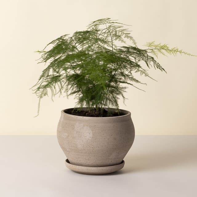 Delphi Plant Pot with Saucer Raw Grey Low Ø24