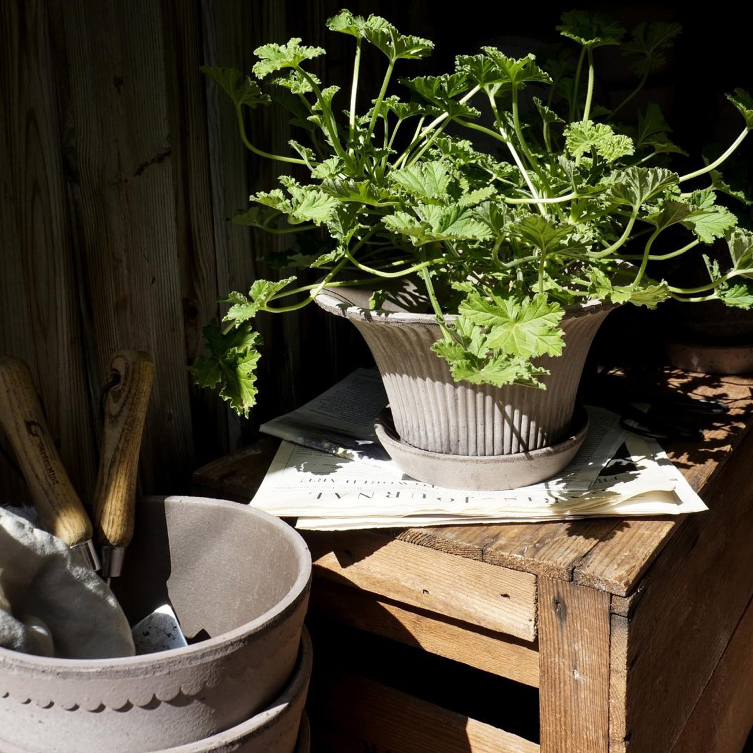 Daisy Topf mit Untersetzer Raw Grey Terrakotta Ø25