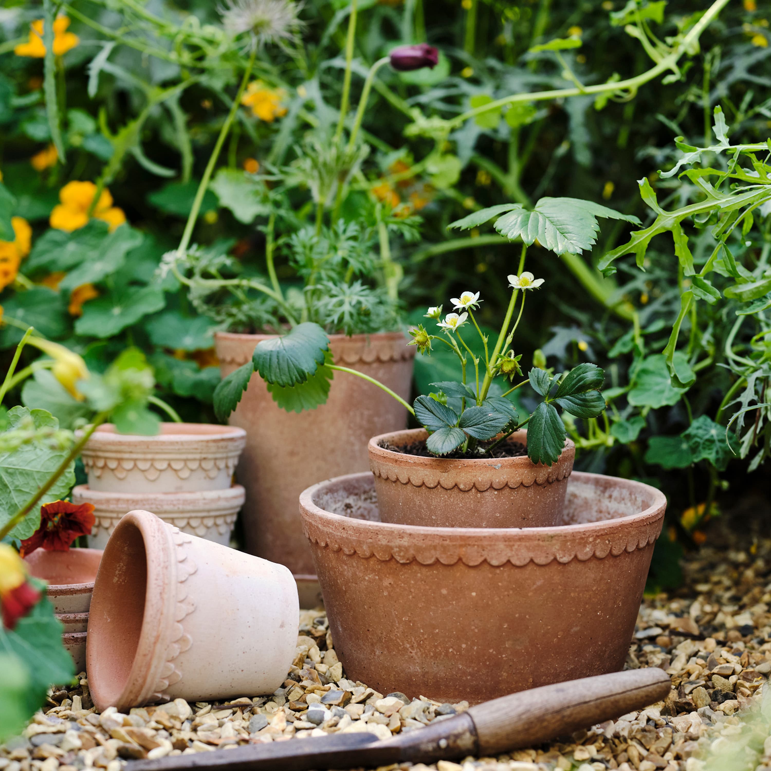 Helena Low Pot with Saucer Raw Pink Terracotta Ø21