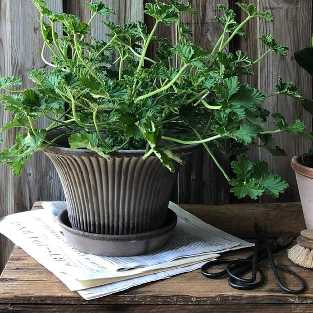 Daisy Pot with Saucer Raw Grey Terracotta Ø30