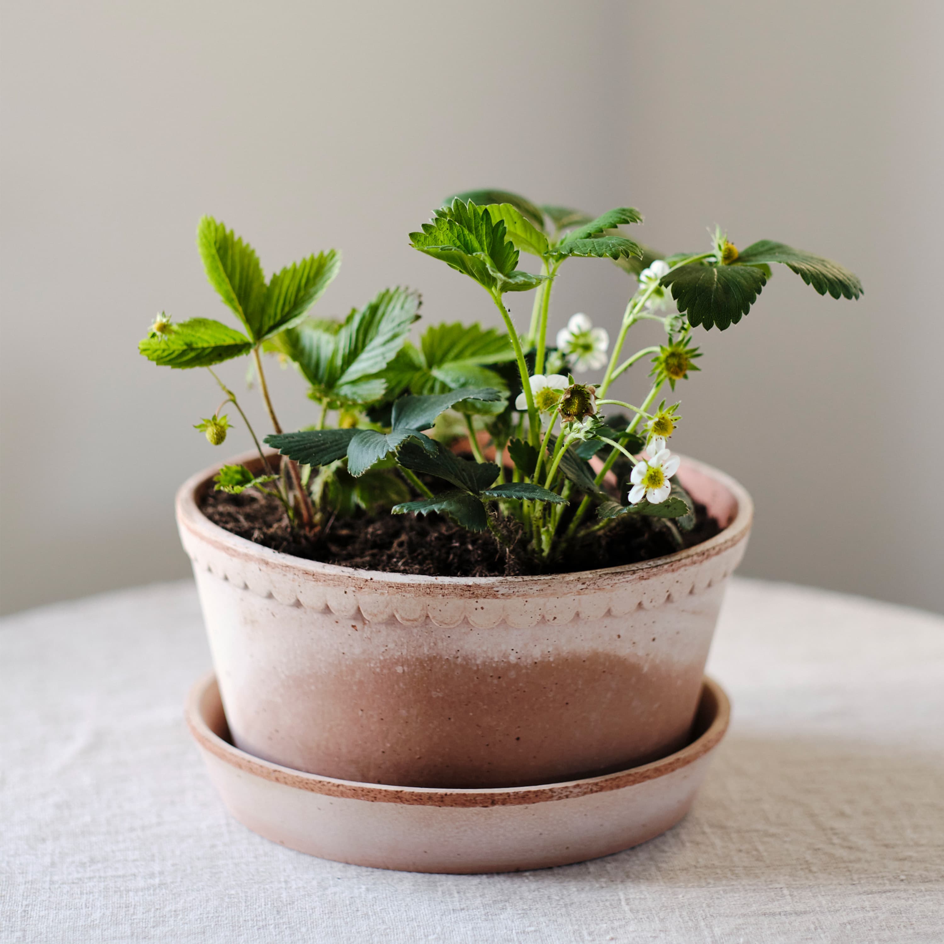 Helena Low Pot with Saucer Raw Pink Terracotta Ø21