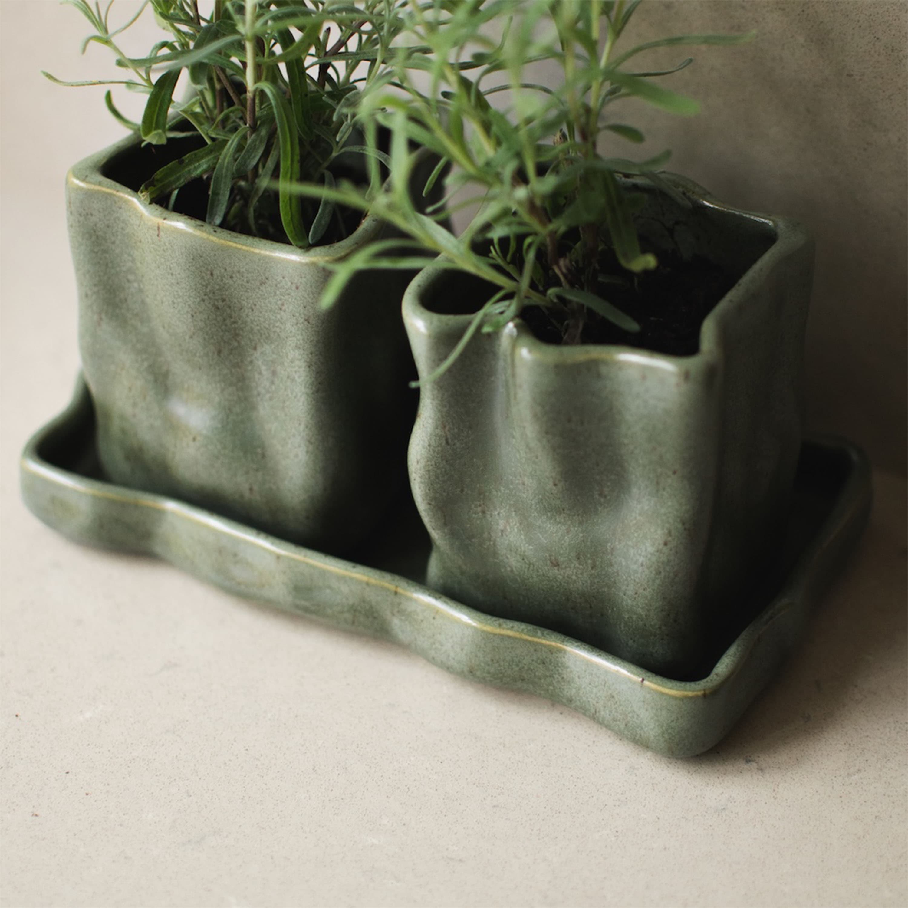 Herb Blumentopf Moos Ø8 2er-Set