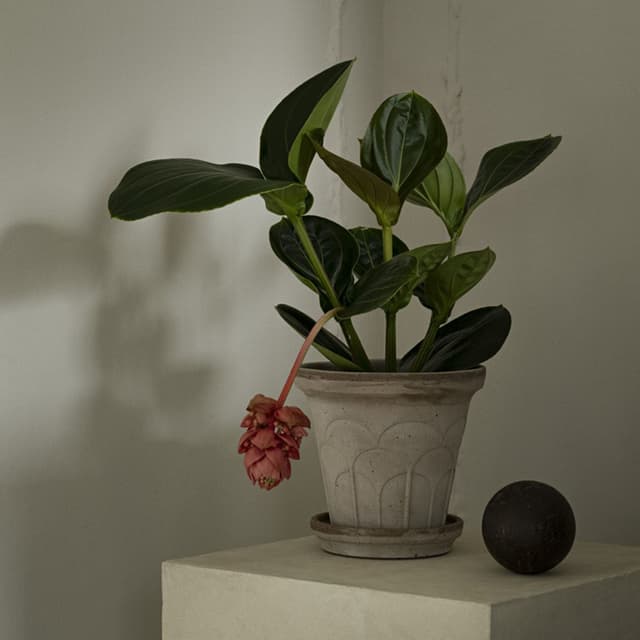 Fleur Plant Pot with Saucer Raw Grey Ø18