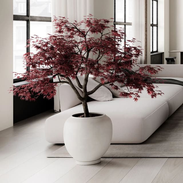 Sunao Birch Big Basket