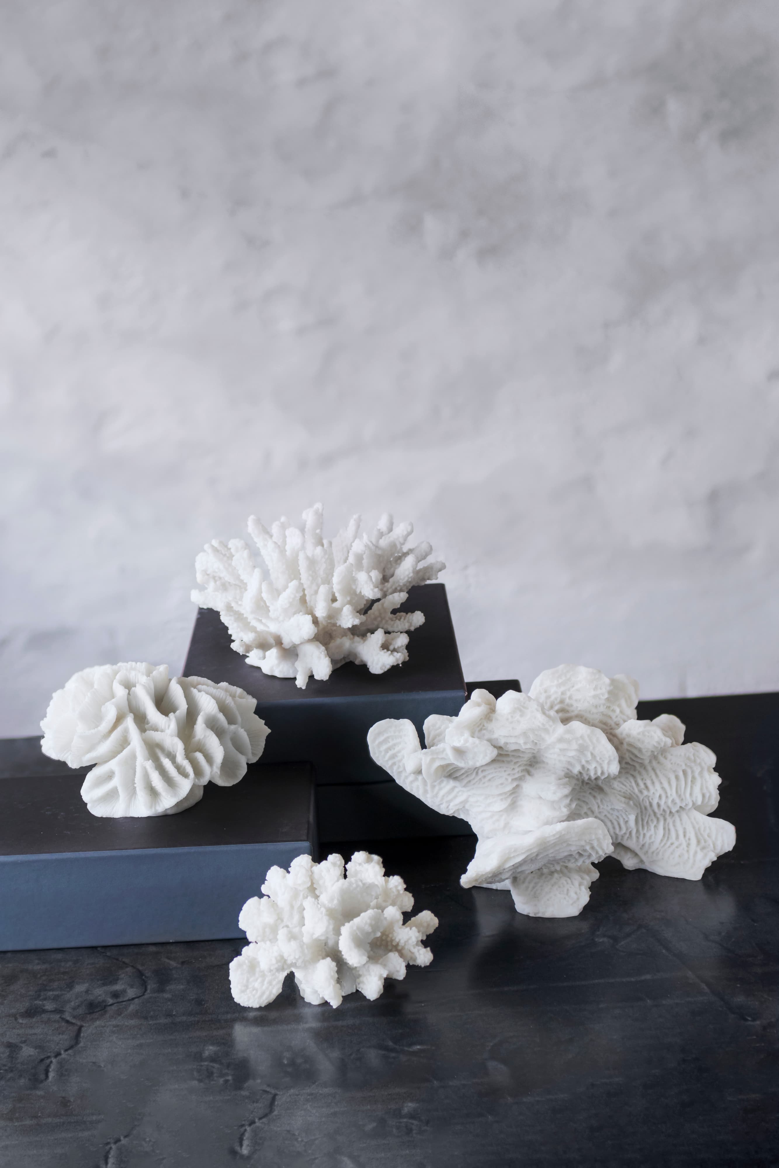 Coral Fan Dekoration Weiß