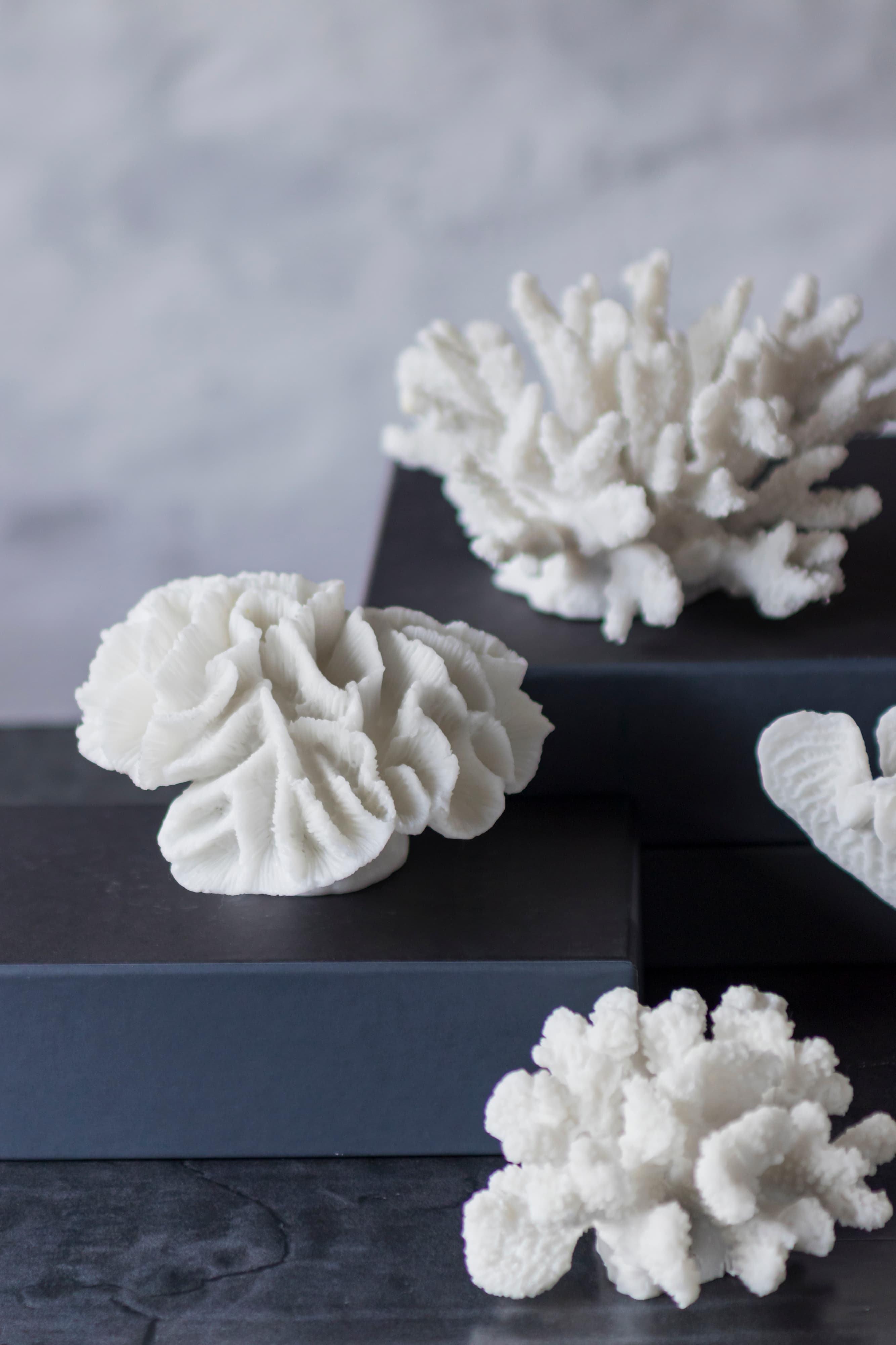 Coral Gills Dekoration Weiß