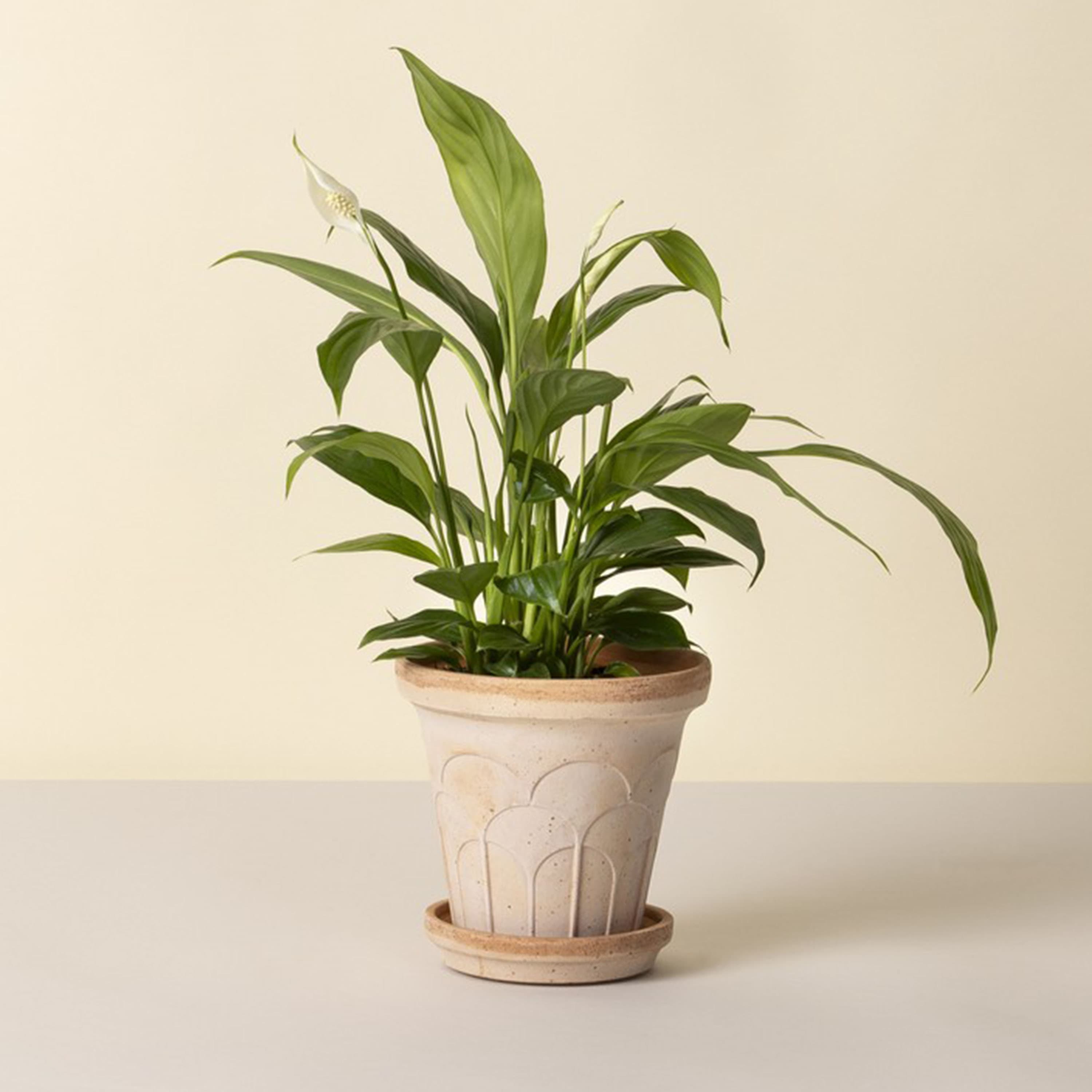 Fleur Plant Pot with Saucer Raw Rosa Ø16
