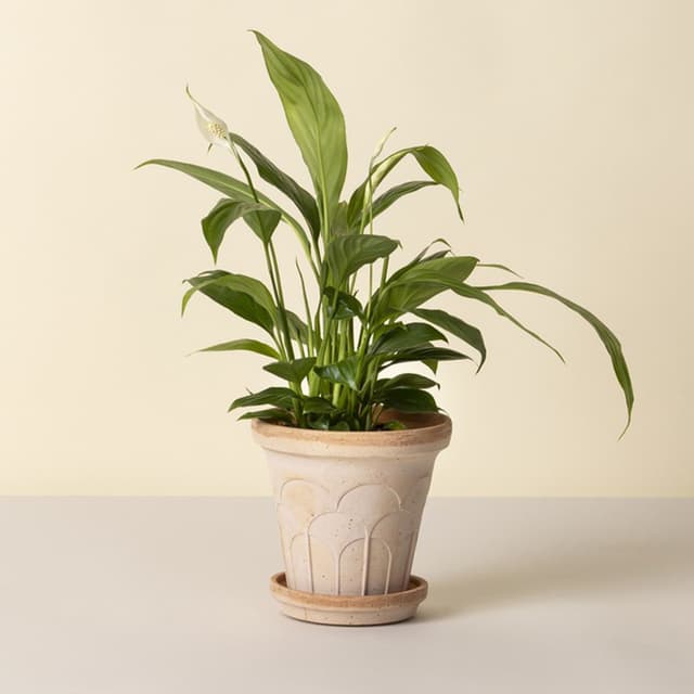 Fleur Plant Pot with Saucer Raw Rosa Ø16