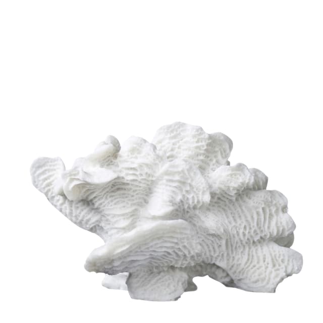 Coral Fan Dekoration Weiß