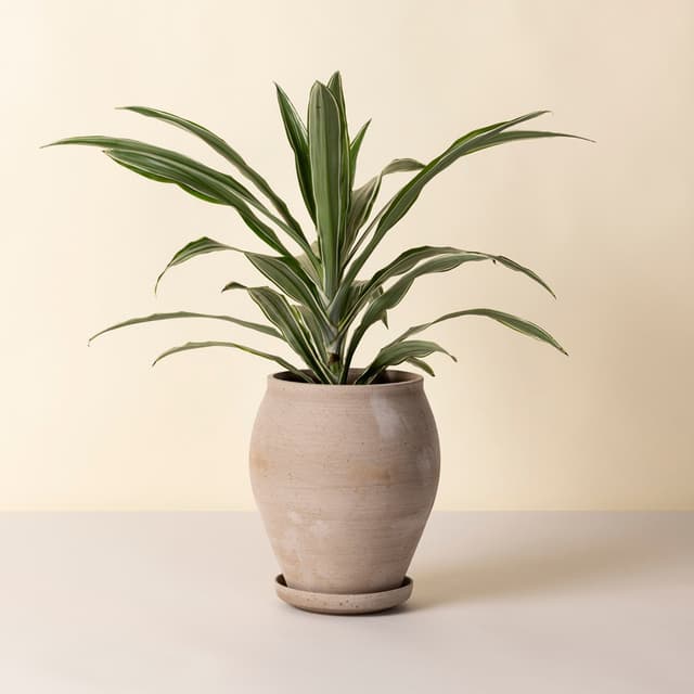 Delphi Blumentopf mit Untersetzer Raw Grey Ø22