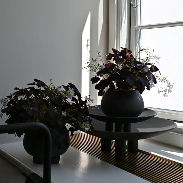 Urchin Blumentopf Coffee Petit