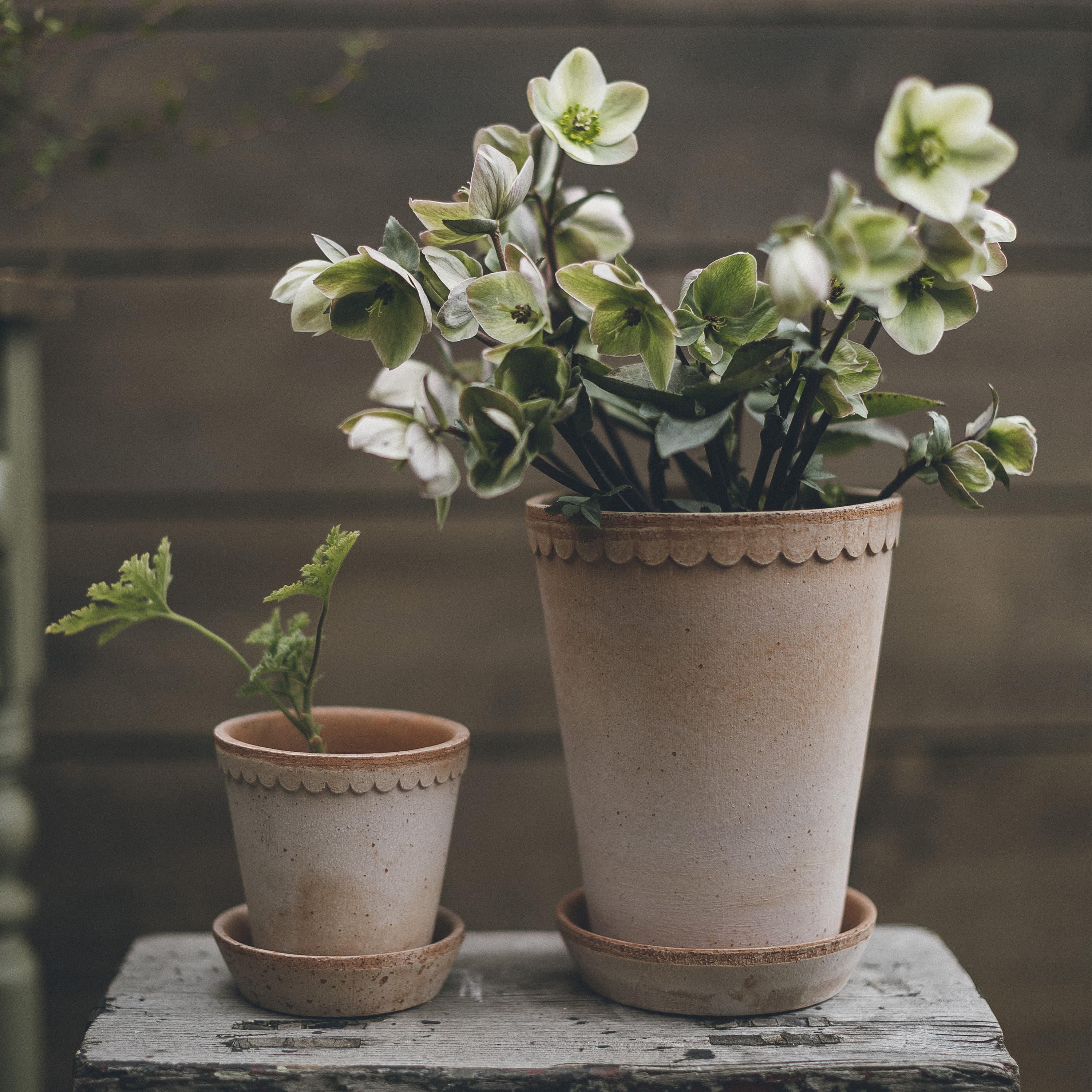 Københavner Tall Planter with Saucer Raw Pink Terracotta Ø18